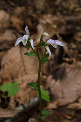 Triphora trianthophorus (Three-birds orchid)