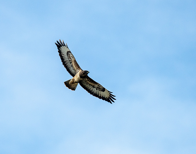 Buzzard