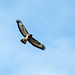 Buzzard