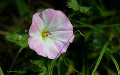 Les modestes ...  Liseron des champs , Convolvulus arvensis