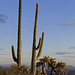 Saguaros and Chain Fruit Cholla