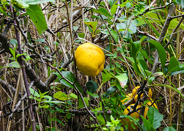 20220923 1780CPw [D~LIP] Japanische Quitte (Chaenomeles japanico), UWZ, Bad Salzuflen