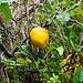 20220923 1780CPw [D~LIP] Japanische Quitte (Chaenomeles japanico), UWZ, Bad Salzuflen