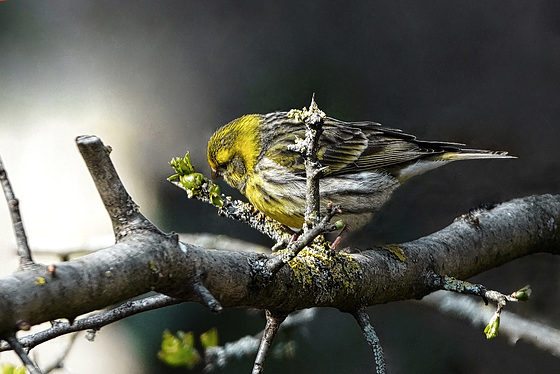 Der Girlitz - einer der Schönsten unter den Finken - one of the most beautiful among the finches