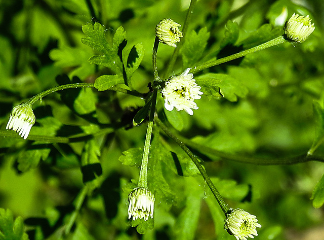 20230608 0748CPw [D~LIP] Mutterkraut (Tanacetum parthenium), Bad Salzuflen