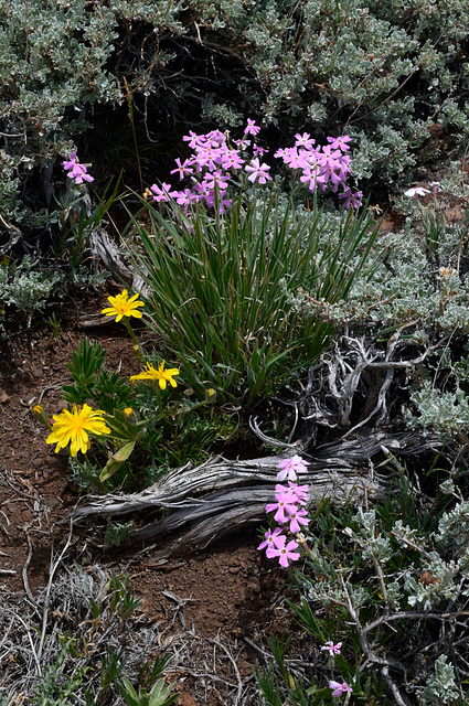 Phlox & Hawksbeard