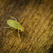 Die Nymphe einer Weichwanze (Miridae) war so alleine unterwegs :)) The nymph of a soft bug (Miridae) was traveling alone :)) La nymphe d'un insecte mou (Miridae) voyageait seule :))