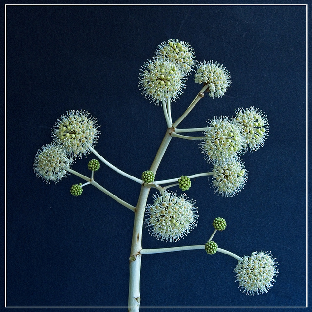 Fatsia Japonica