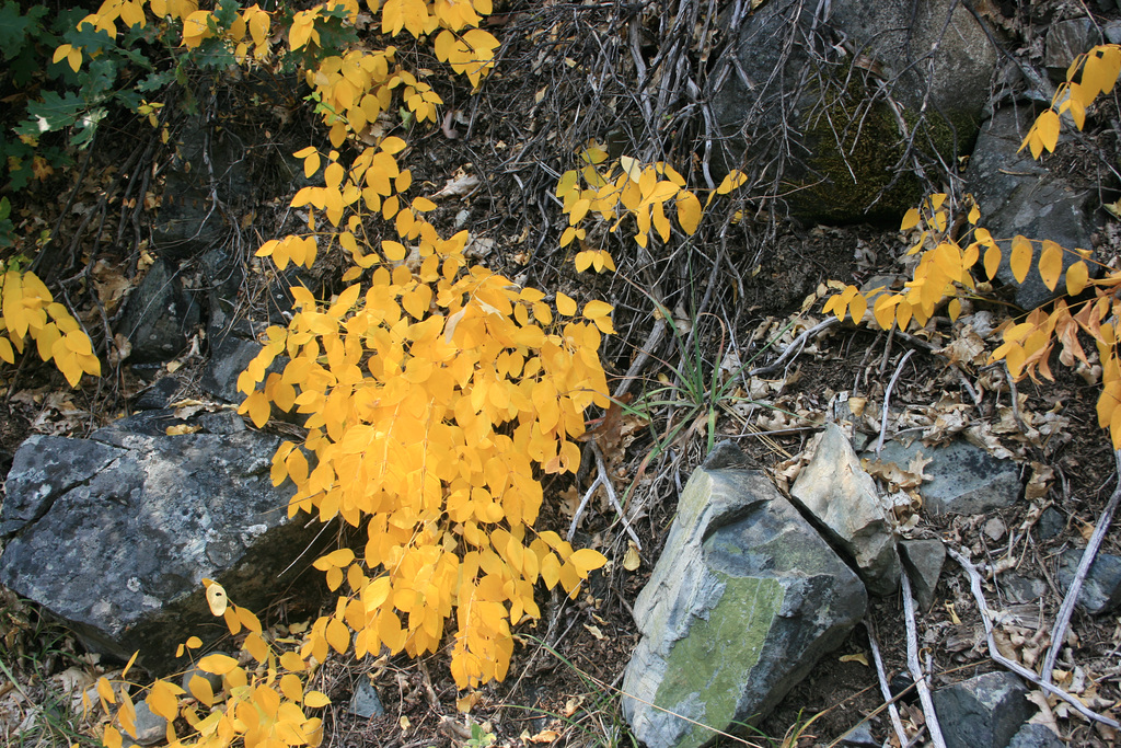 IMG 0977
