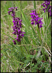 Orchis morio -orchis bouffon (1)