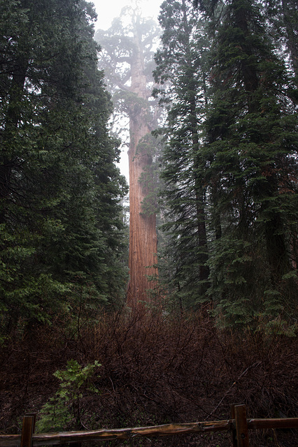 Kings Canyon Grant Grove General Grant (#0708)