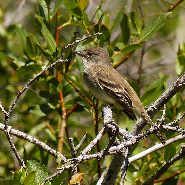 Flycatcher sp. - Willow or Alder Flycatcher