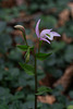 Triphora trianthophorus (Three-birds orchid)