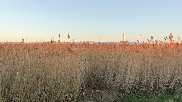 Reed bed from Coast Path