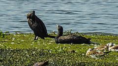 20180628 4152CPw [D~MS] Kormoran, Lachmöwe [JV], Rieselfelder Münster