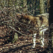 20190216 4405CPw [D~BI] Wolf, Tierpark Olderdissen, Bielefeld