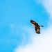 Ring tail hen harrier