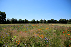 Blumenwiese