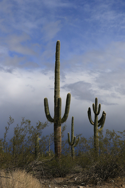 Saguaros