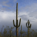 Saguaros