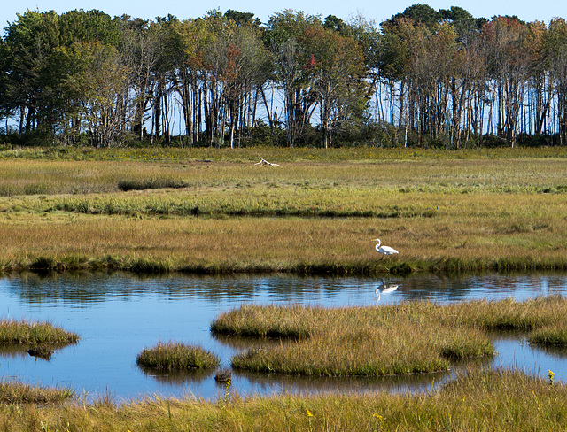 Wells Reserve at Laudholm