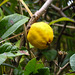 20220923 1781CPw [D~LIP] Japanische Quitte (Chaenomeles japanico), UWZ, Bad Salzuflen