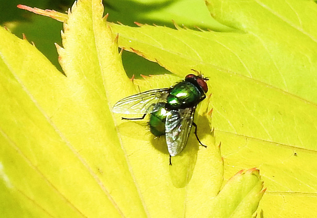 20230608 0749CPw [D~LIP] Schmeissfliege (Lucilia caesar) [Goldfliege], Bad Salzuflen