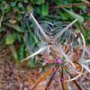 Seed head of Broad-Leaved Willowherb,  Epilobium montanum