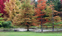 Festival chromatique en automne . Festival chromatique en automne .