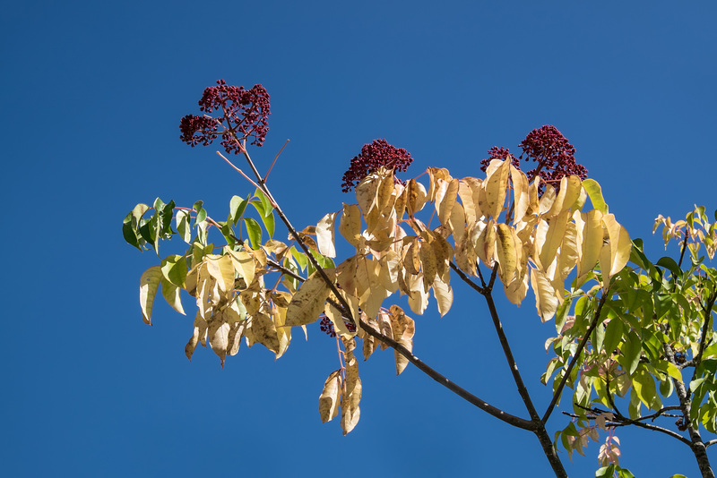 BELFORT: Couleur d'automne 04