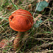 cèpe rouge comestible