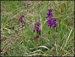 Orchis morio -orchis bouffon (2)