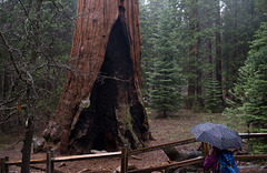 Kings Canyon Grant Grove General Grant (#0711)