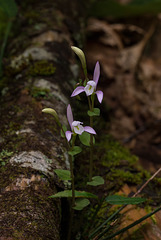 Triphora trianthophorus (Three-birds orchid)