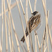 Reed bunting in Reed