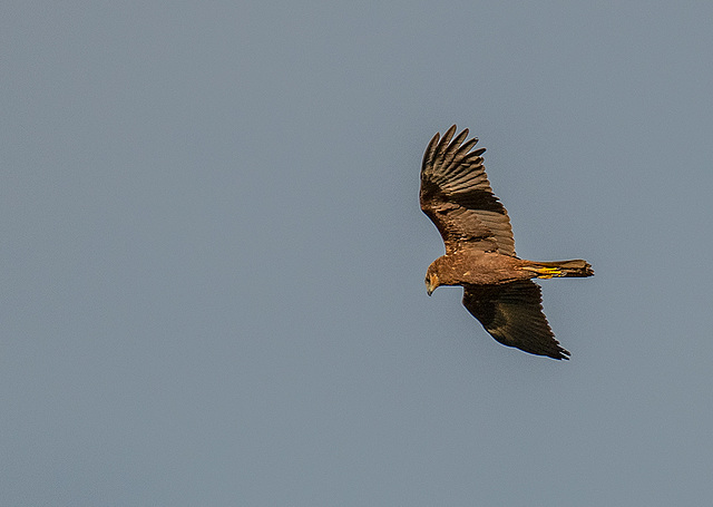 Ring tail hen harrier