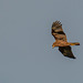 Ring tail hen harrier