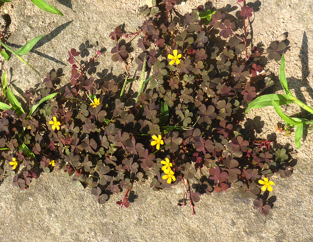 Braunklee mit gelben Blüten