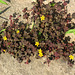 Braunklee mit gelben Blüten