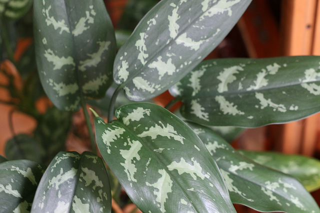 Chinese evergreen