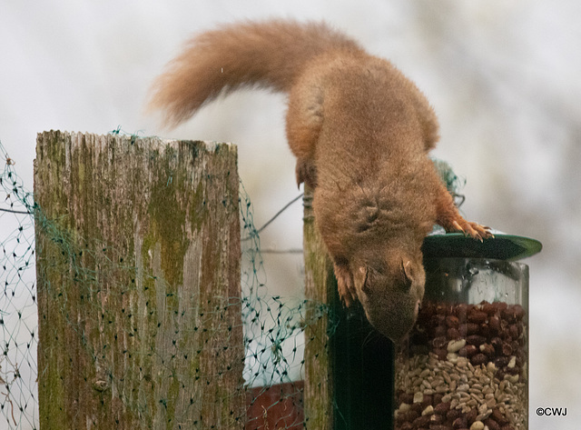 Red Squirrel finally figuring out after six months, how to access the nuts in the feeder!