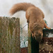 Red Squirrel finally figuring out after six months, how to access the nuts in the feeder!