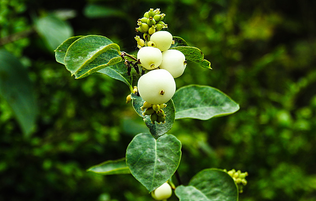 20220923 1783CPw [D~LIP] Gewöhnliche Schneebeere (Symphoricarpos albus) [Knallererbsenstrauch], UWZ, Bad Salzuflen