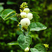 20220923 1783CPw [D~LIP] Gewöhnliche Schneebeere (Symphoricarpos albus) [Knallererbsenstrauch], UWZ, Bad Salzuflen