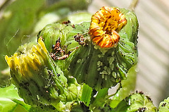 20230608 0750CPw [D~LIP] Raue Gänse-Distel (Sonchus asper), Blattläuse, Bad Salzuflen