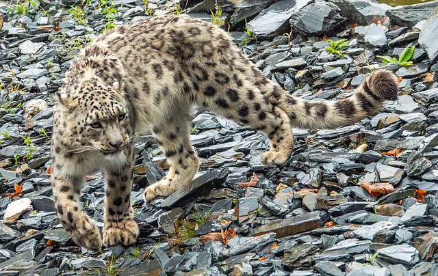 Snow leopard