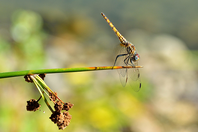 Violet Dropwing f  (Trithemis annulata) 2 (2)