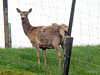 Moulting Deer.