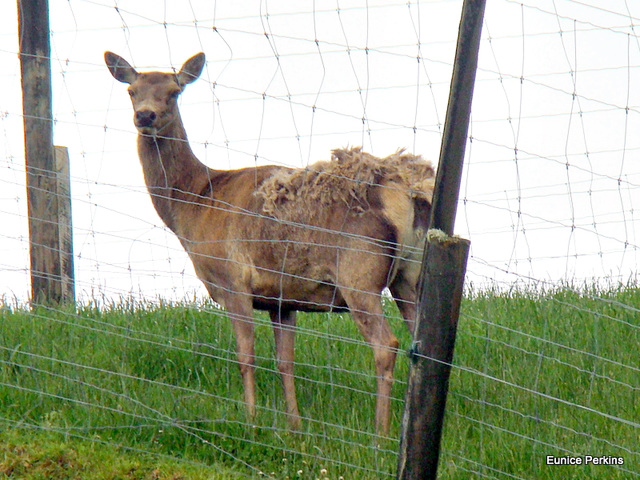 Moulting Deer.