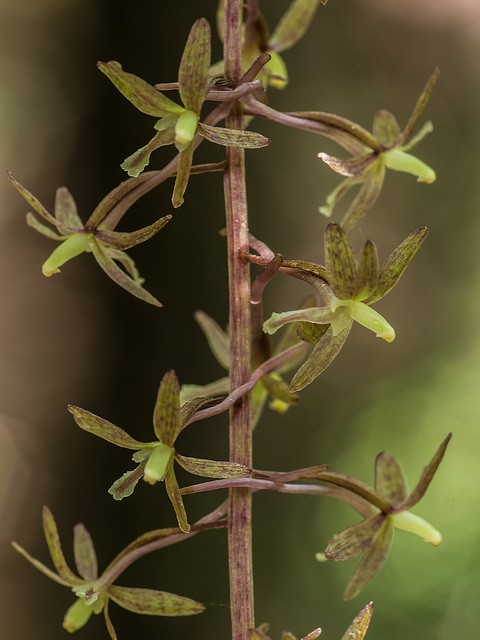 Tipularia discolor (Crane-fly orchid)